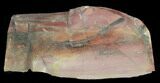 Jurassic Petrified Wood Slab - Henry Mountain #38556-1